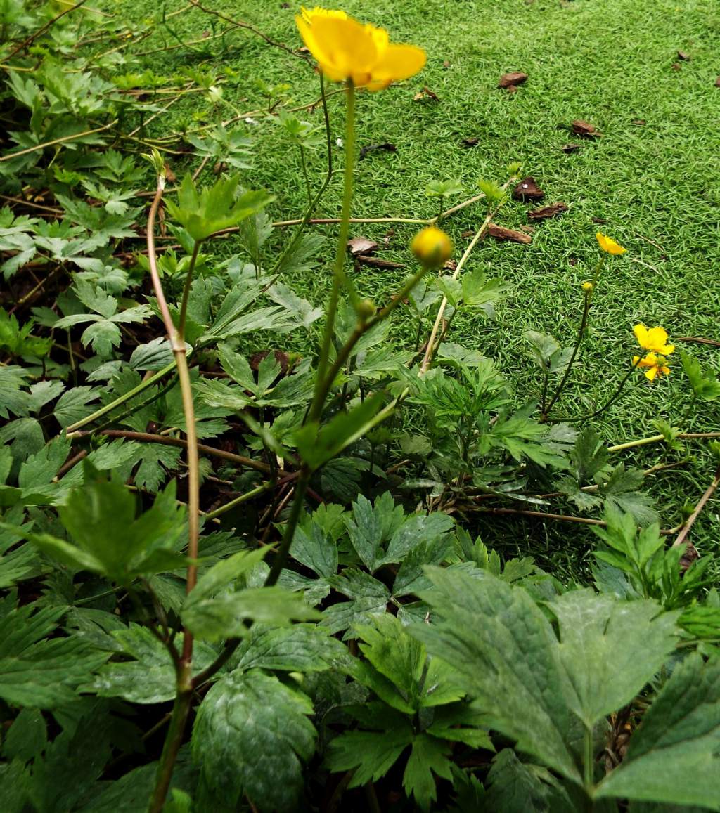 Ranunculus repens / Ranuncolo strisciante